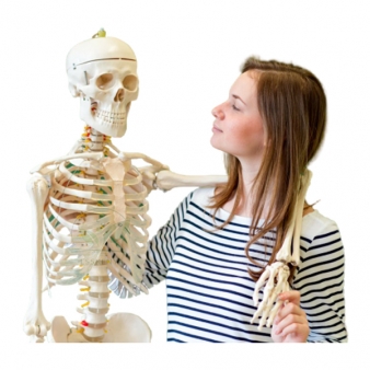 Skeleton, Bones and Joints Model